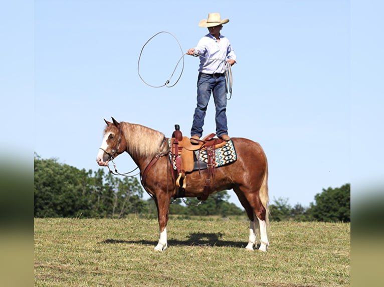 Arbeitspferd Wallach 8 Jahre Overo-alle-Farben in AUstin KY