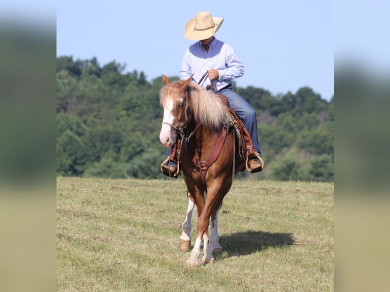 Arbeitspferd Wallach 8 Jahre Overo-alle-Farben in AUstin KY