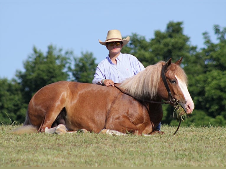 Arbeitspferd Wallach 8 Jahre Overo-alle-Farben in AUstin KY