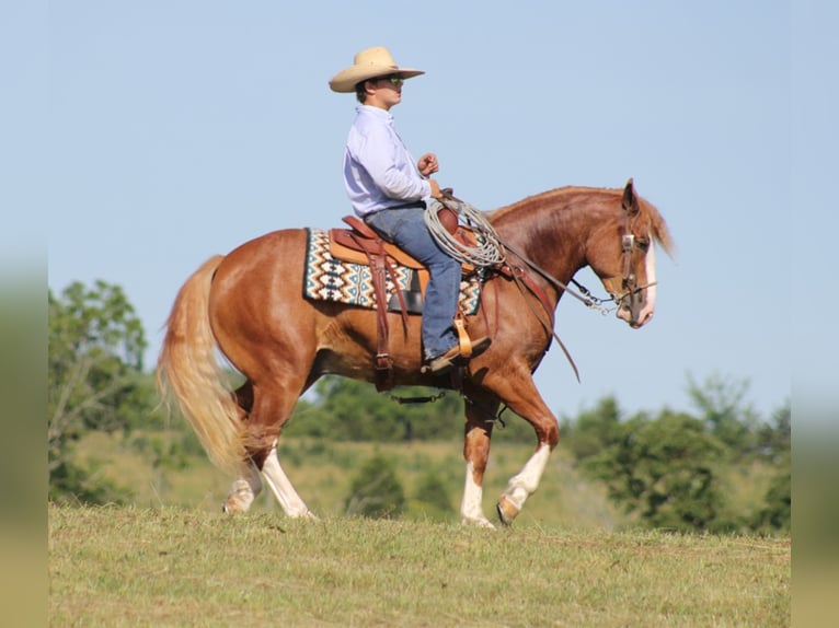 Arbeitspferd Wallach 8 Jahre Overo-alle-Farben in AUstin KY