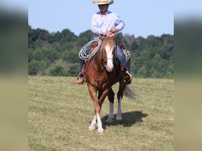 Arbeitspferd Wallach 8 Jahre Overo-alle-Farben in AUstin KY