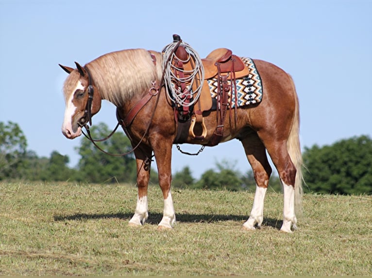 Arbeitspferd Wallach 8 Jahre Overo-alle-Farben in AUstin KY