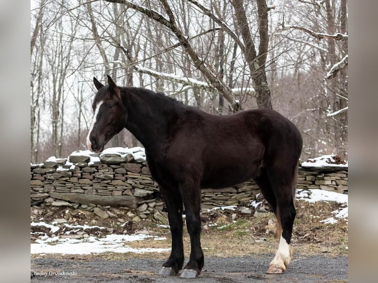 Arbeitspferd Wallach 8 Jahre Rappe in Everett PA