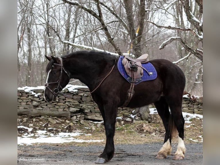 Arbeitspferd Wallach 8 Jahre Rappe in Everett PA