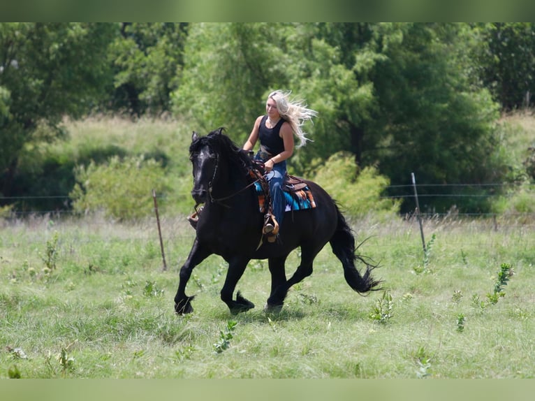 Arbeitspferd Mix Wallach 8 Jahre Rappe in Brock, TX