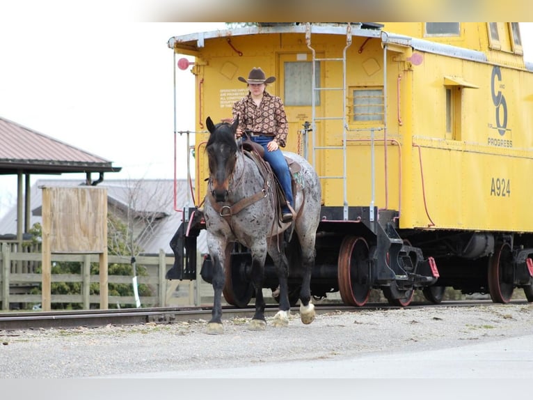 Arbeitspferd Mix Wallach 8 Jahre Roan-Bay in Clarion, PA