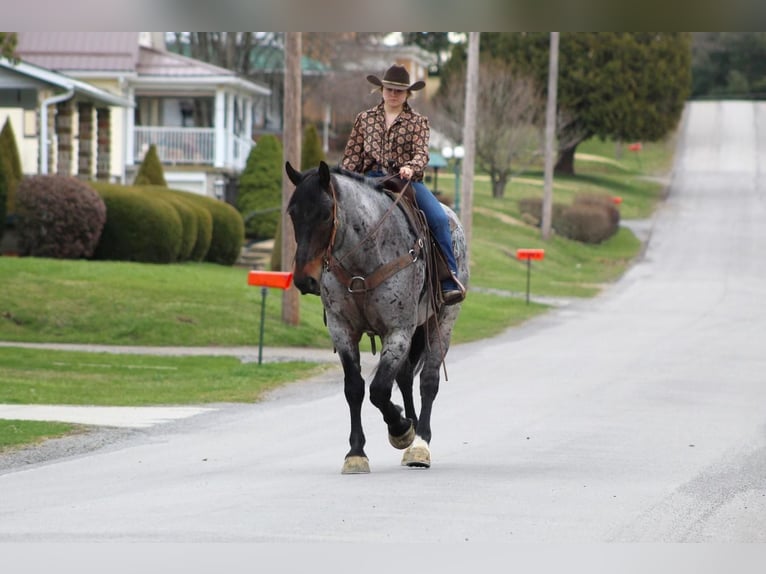 Arbeitspferd Mix Wallach 8 Jahre Roan-Bay in Clarion, PA