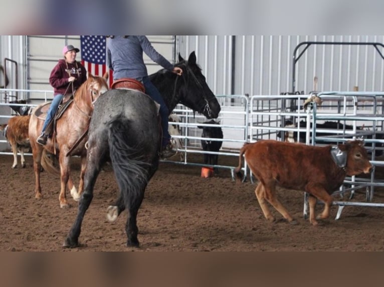 Arbeitspferd Wallach 8 Jahre Roan-Blue in franktown co