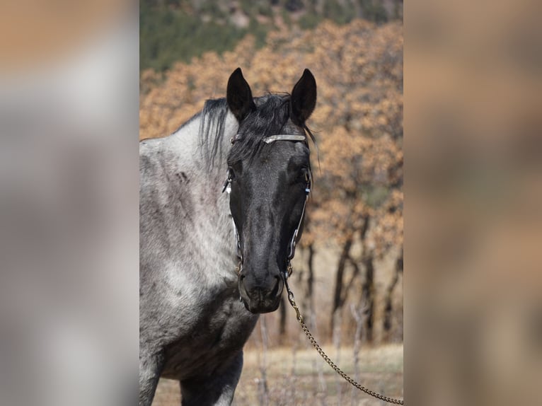 Arbeitspferd Wallach 8 Jahre Roan-Blue in franktown co