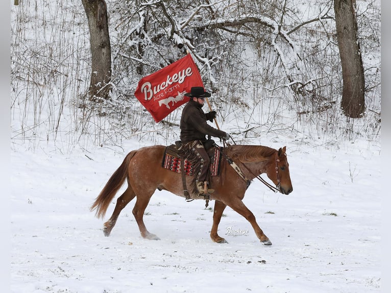 Arbeitspferd Mix Wallach 8 Jahre Roan-Red in Millersburg