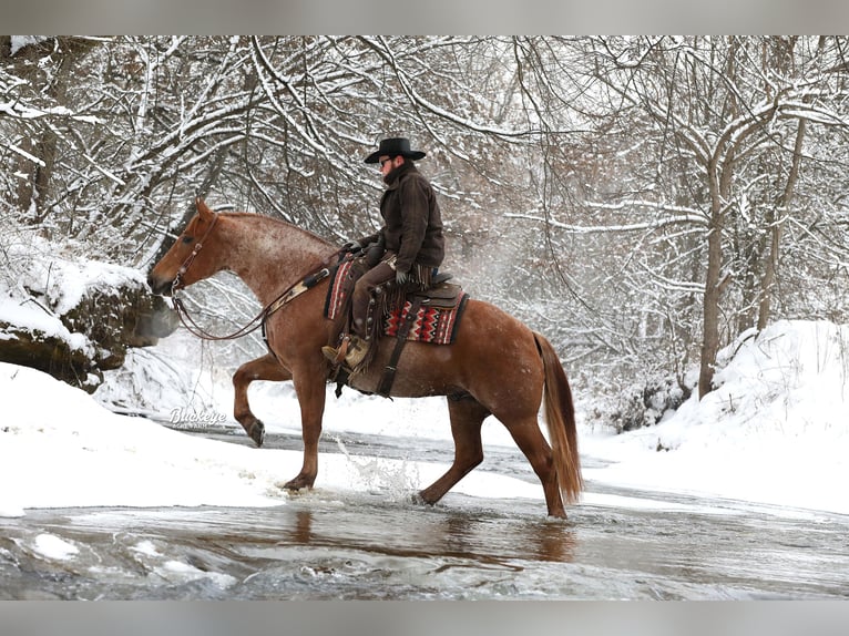 Arbeitspferd Mix Wallach 8 Jahre Roan-Red in Millersburg