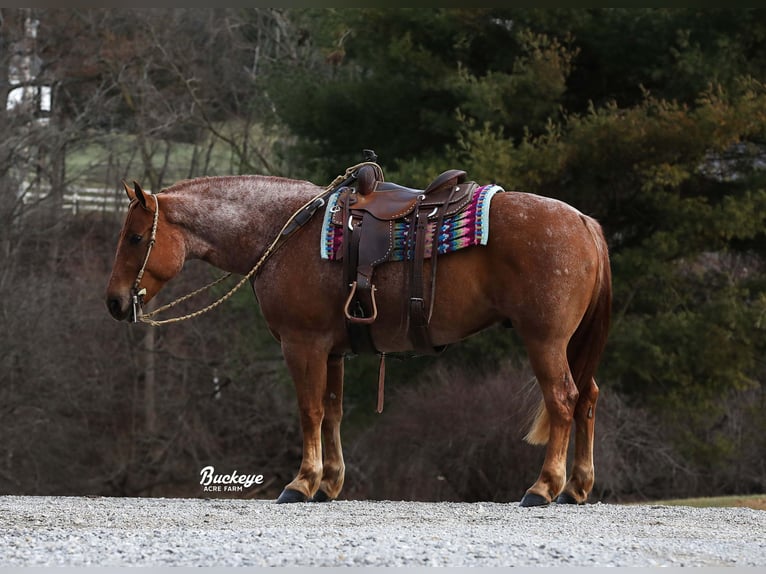 Arbeitspferd Mix Wallach 8 Jahre Roan-Red in Millersburg