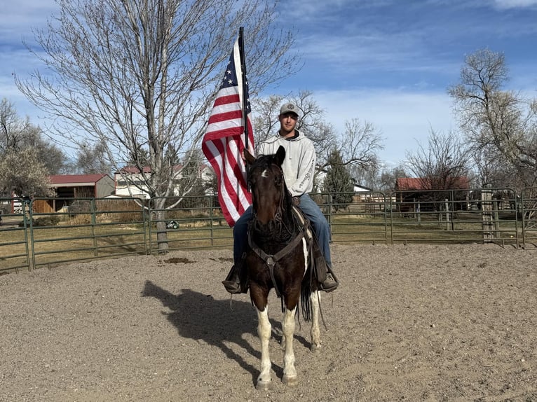 Arbeitspferd Wallach 8 Jahre Tobiano-alle-Farben in Fort Collins