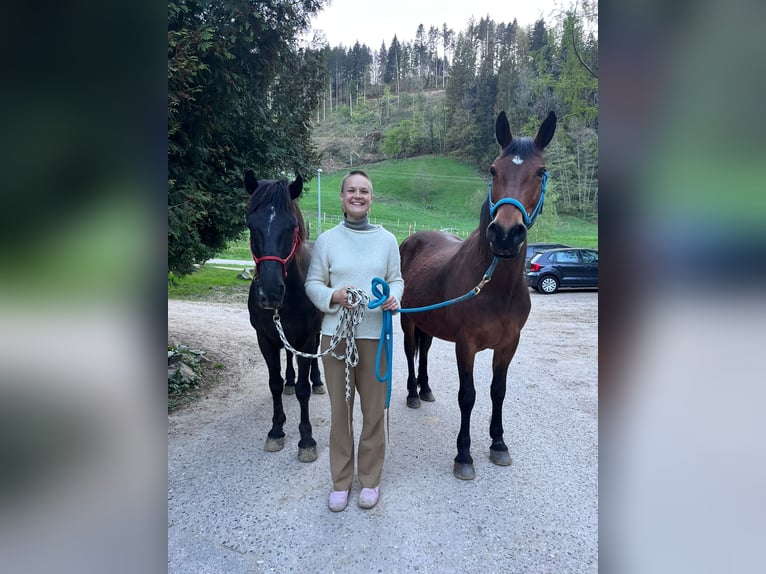 Arbeitspferd Mix Wallach 9 Jahre 145 cm Dunkelbrauner in Freiburg im BreisgauFreiburg