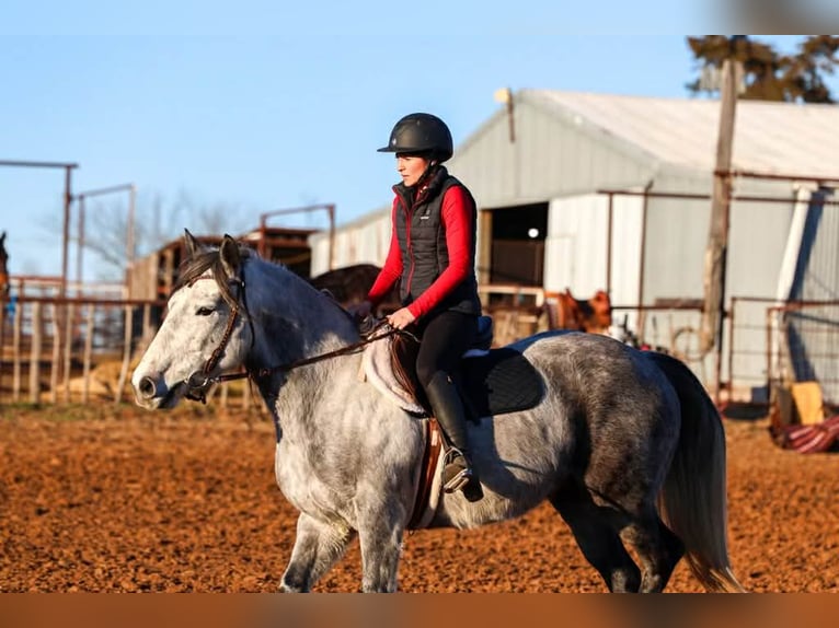 Arbeitspferd Wallach 9 Jahre 150 cm Schimmel in Ripley