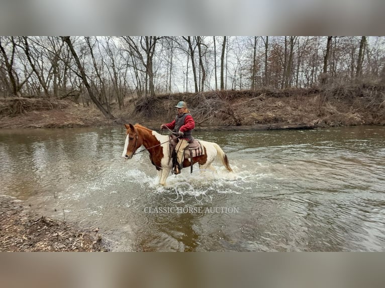 Arbeitspferd Wallach 9 Jahre 152 cm Rotfuchs in Sheldon, MO