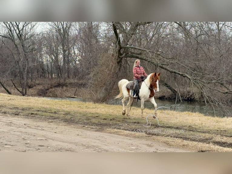 Arbeitspferd Wallach 9 Jahre 152 cm Rotfuchs in Sheldon, MO