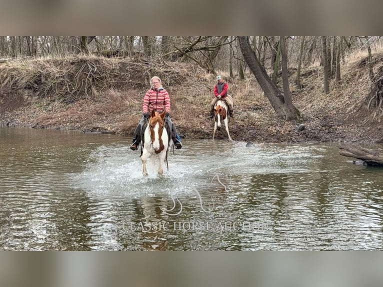 Arbeitspferd Wallach 9 Jahre 152 cm Rotfuchs in Sheldon, MO