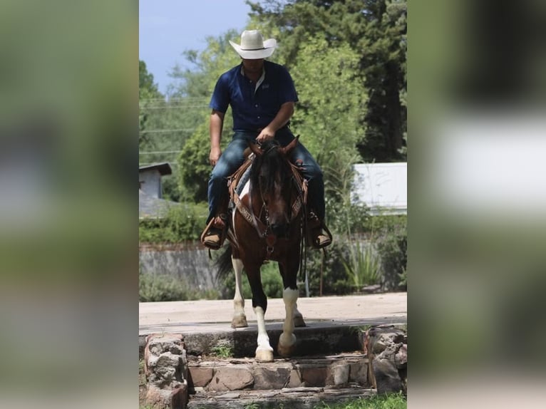 Arbeitspferd Mix Wallach 9 Jahre 152 cm Schecke in Marana