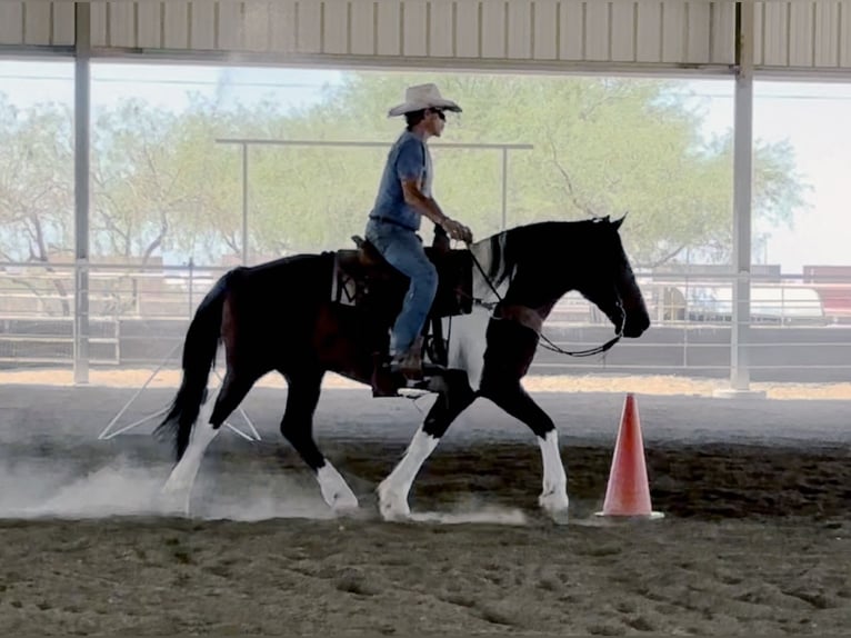 Arbeitspferd Mix Wallach 9 Jahre 152 cm Schecke in Marana