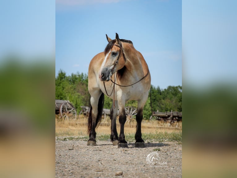 Arbeitspferd Mix Wallach 9 Jahre 155 cm Buckskin in Cody