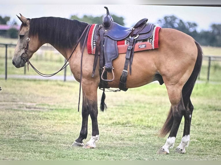 Arbeitspferd Wallach 9 Jahre 155 cm Buckskin in Arkadelphia, AR