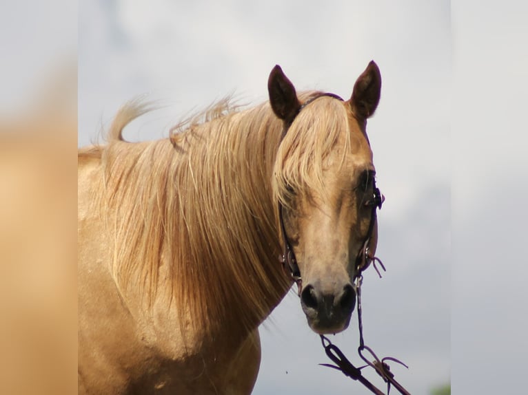 Arbeitspferd Wallach 9 Jahre 155 cm Palomino in Brodhead KY