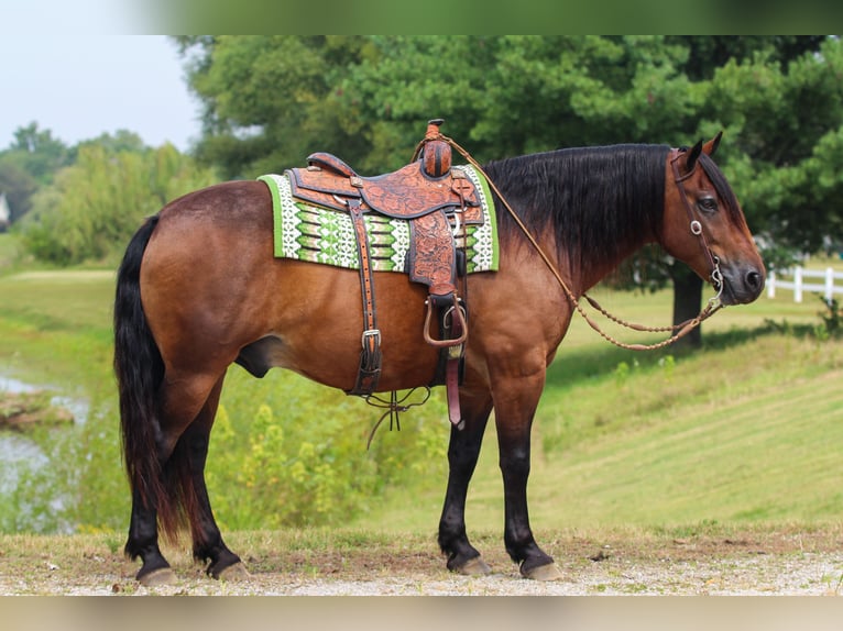 Arbeitspferd Mix Wallach 9 Jahre 155 cm Rotbrauner in Robards