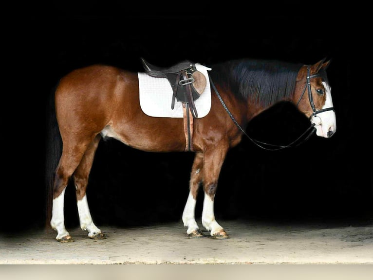 Arbeitspferd Mix Wallach 9 Jahre 155 cm Rotbrauner in Rebersburg