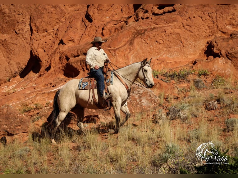 Arbeitspferd Mix Wallach 9 Jahre 157 cm Buckskin in Cody