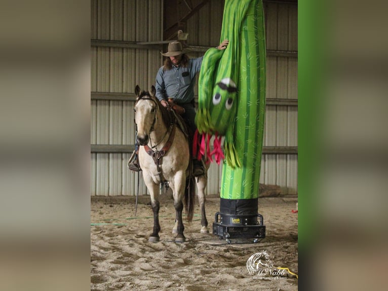 Arbeitspferd Mix Wallach 9 Jahre 157 cm Buckskin in Cody