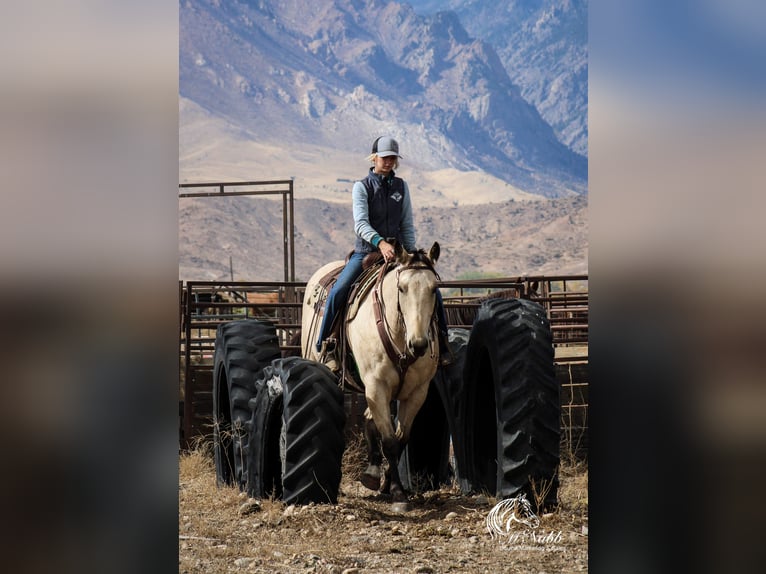 Arbeitspferd Mix Wallach 9 Jahre 157 cm Buckskin in Cody