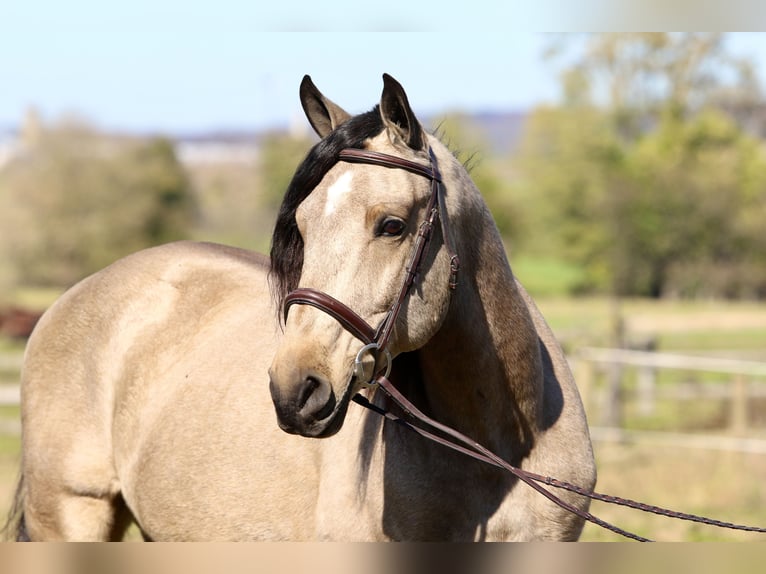 Arbeitspferd Wallach 9 Jahre 157 cm Buckskin in Gap