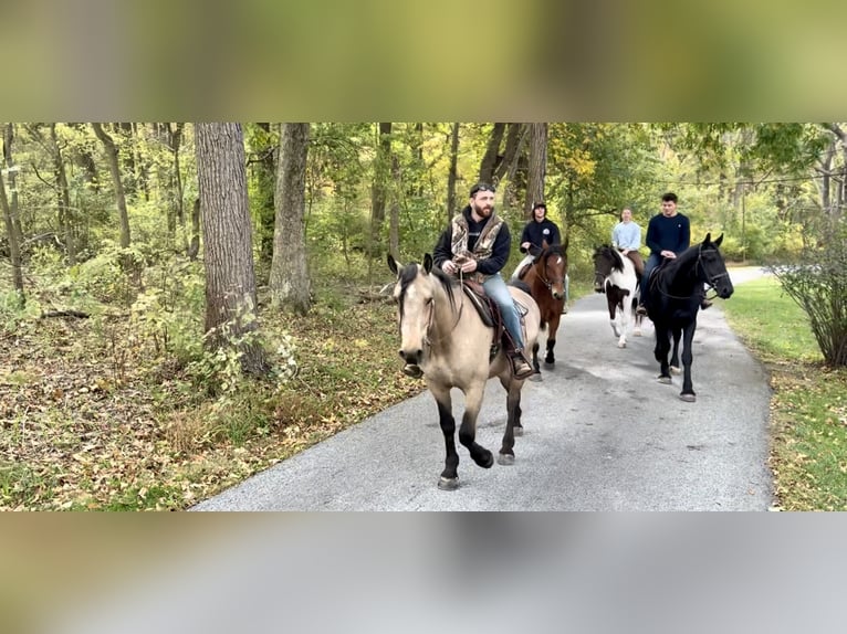 Arbeitspferd Wallach 9 Jahre 157 cm Buckskin in Gap