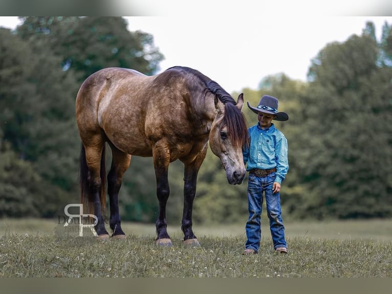 Arbeitspferd Mix Wallach 9 Jahre 157 cm Buckskin in Lyles