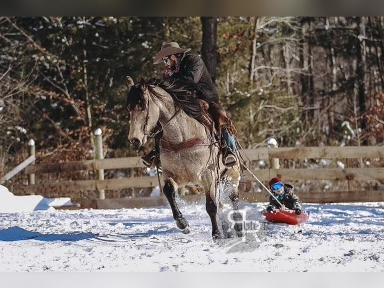 Arbeitspferd Mix Wallach 9 Jahre 157 cm Buckskin in Lyles