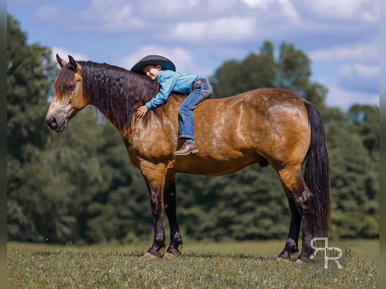 Arbeitspferd Mix Wallach 9 Jahre 157 cm Buckskin in Lyles