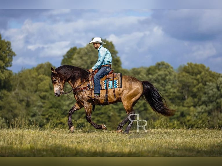 Arbeitspferd Mix Wallach 9 Jahre 157 cm Buckskin in Lyles