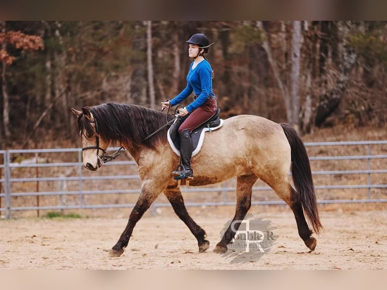 Arbeitspferd Mix Wallach 9 Jahre 157 cm Buckskin in Lyles