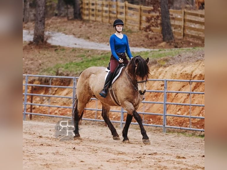 Arbeitspferd Mix Wallach 9 Jahre 157 cm Buckskin in Lyles