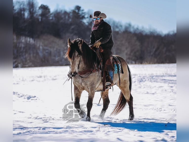 Arbeitspferd Mix Wallach 9 Jahre 157 cm Buckskin in Lyles