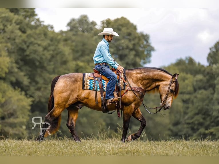 Arbeitspferd Mix Wallach 9 Jahre 157 cm Buckskin in Lyles