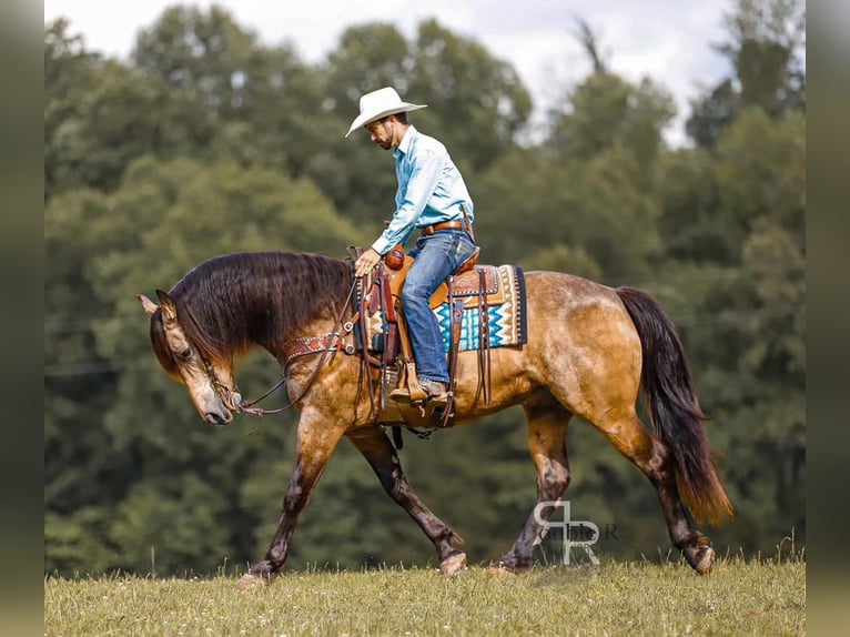 Arbeitspferd Mix Wallach 9 Jahre 157 cm Buckskin in Lyles