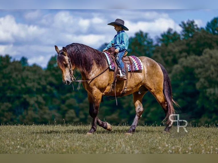 Arbeitspferd Mix Wallach 9 Jahre 157 cm Buckskin in Lyles