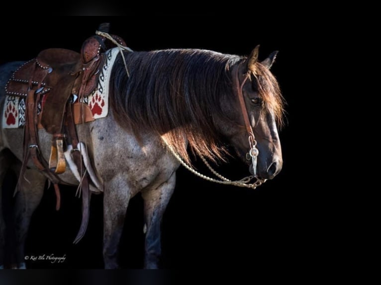 Arbeitspferd Mix Wallach 9 Jahre 157 cm Roan-Blue in Purdy, MO