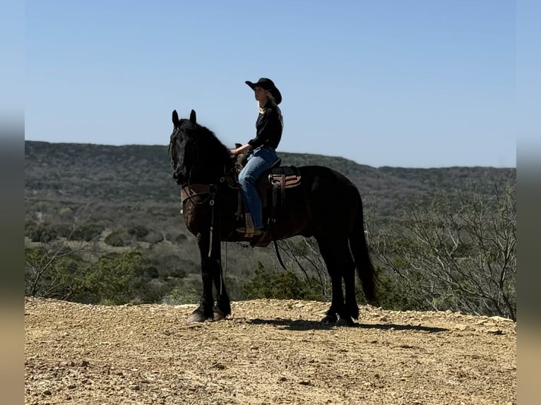Arbeitspferd Wallach 9 Jahre 160 cm Rappe in Weatherford