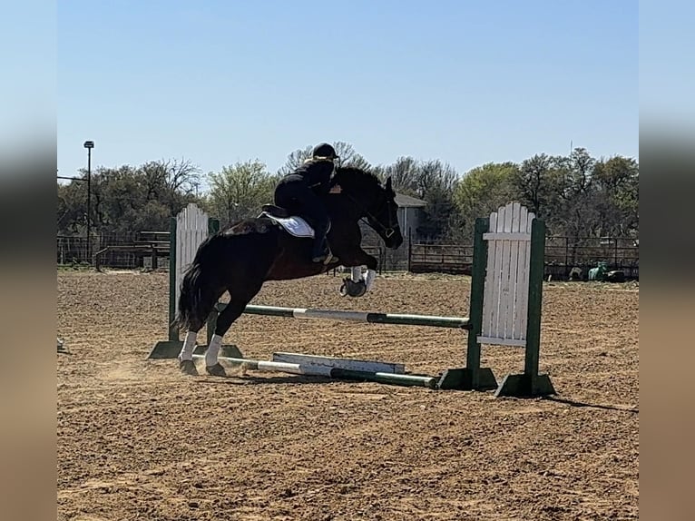 Arbeitspferd Wallach 9 Jahre 160 cm Rappe in Weatherford