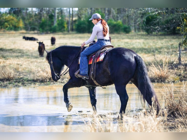 Arbeitspferd Mix Wallach 9 Jahre 160 cm Roan-Blue in Athens