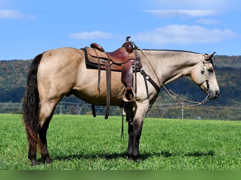 Arbeitspferd Mix Wallach 9 Jahre 163 cm Buckskin in Rebersburg
