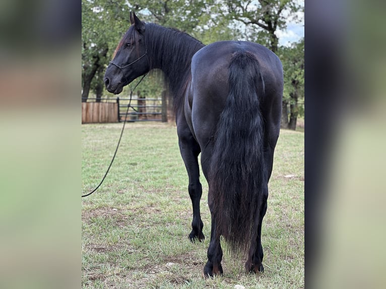 Arbeitspferd Wallach 9 Jahre 163 cm Rappe in Byers TX